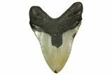 Serrated, Fossil Megalodon Tooth - North Carolina #378025-2